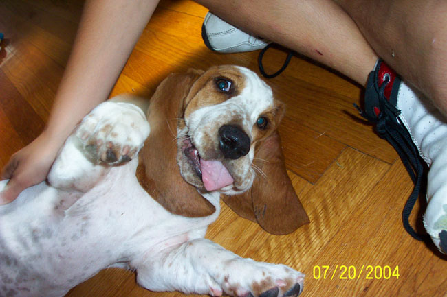 3 month sales old basset hound