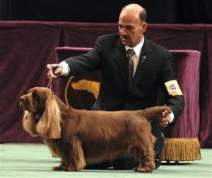 Dog Show