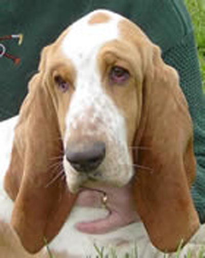 Basset hound 2024 therapy dog