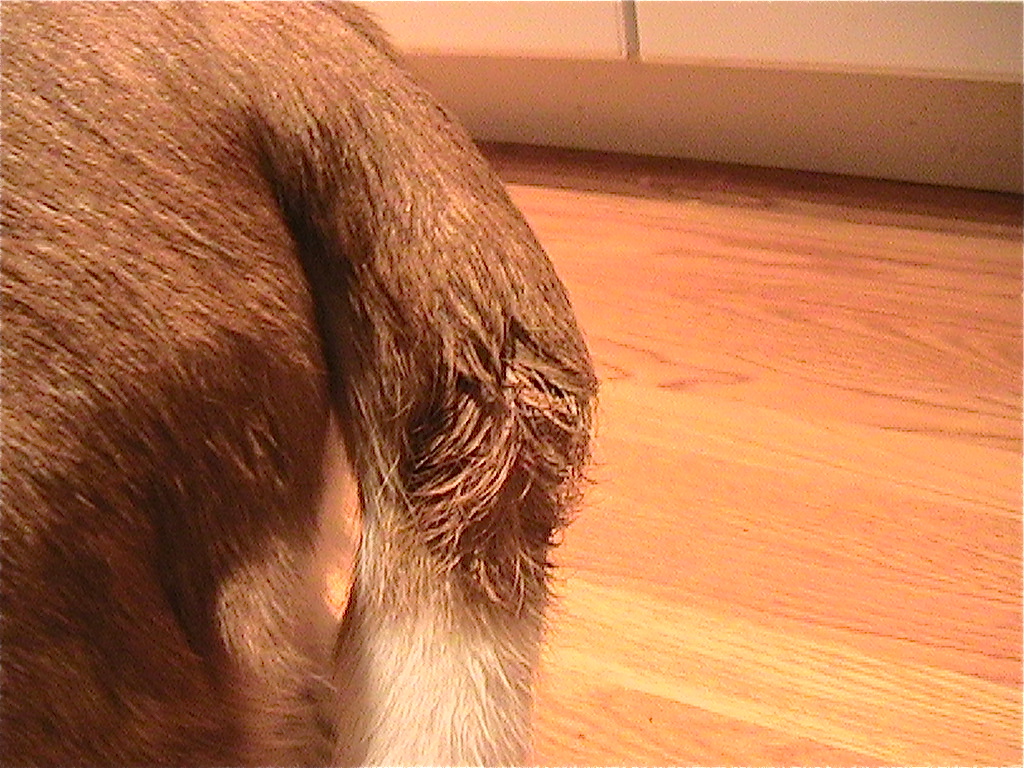 Cyst on deals dog tail