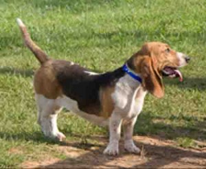 basset mix Murder Hill 11