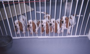 emma's litter group