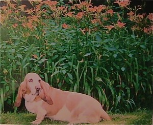 Lily with lillies