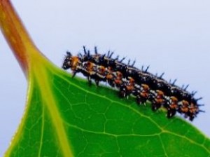 catapillar_worm_butterfly_249423_l