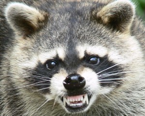 raccoon