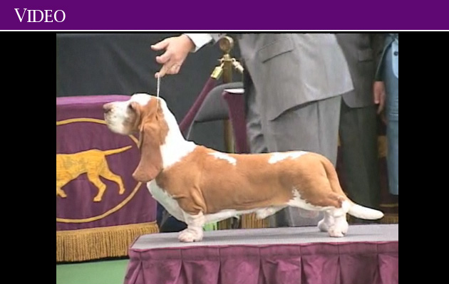 Basset best sale hound westminster