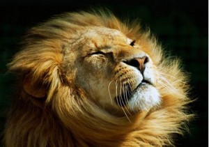 wild-lion-photos