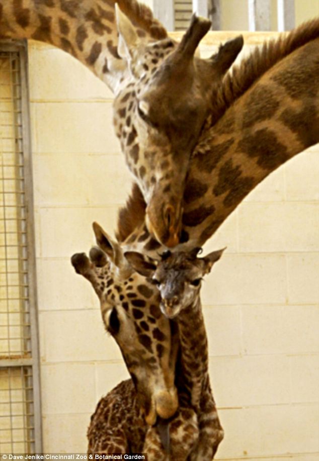 BassetHoundTown Blog/Vlog » First baby Giraffe born to Cincinnati zoo