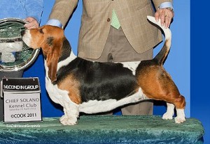 GCH CH Blossomhill's Hello Dolly