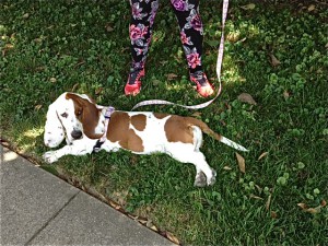 DaisyLynnFlatBasset