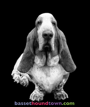 BassetHoundTown.com